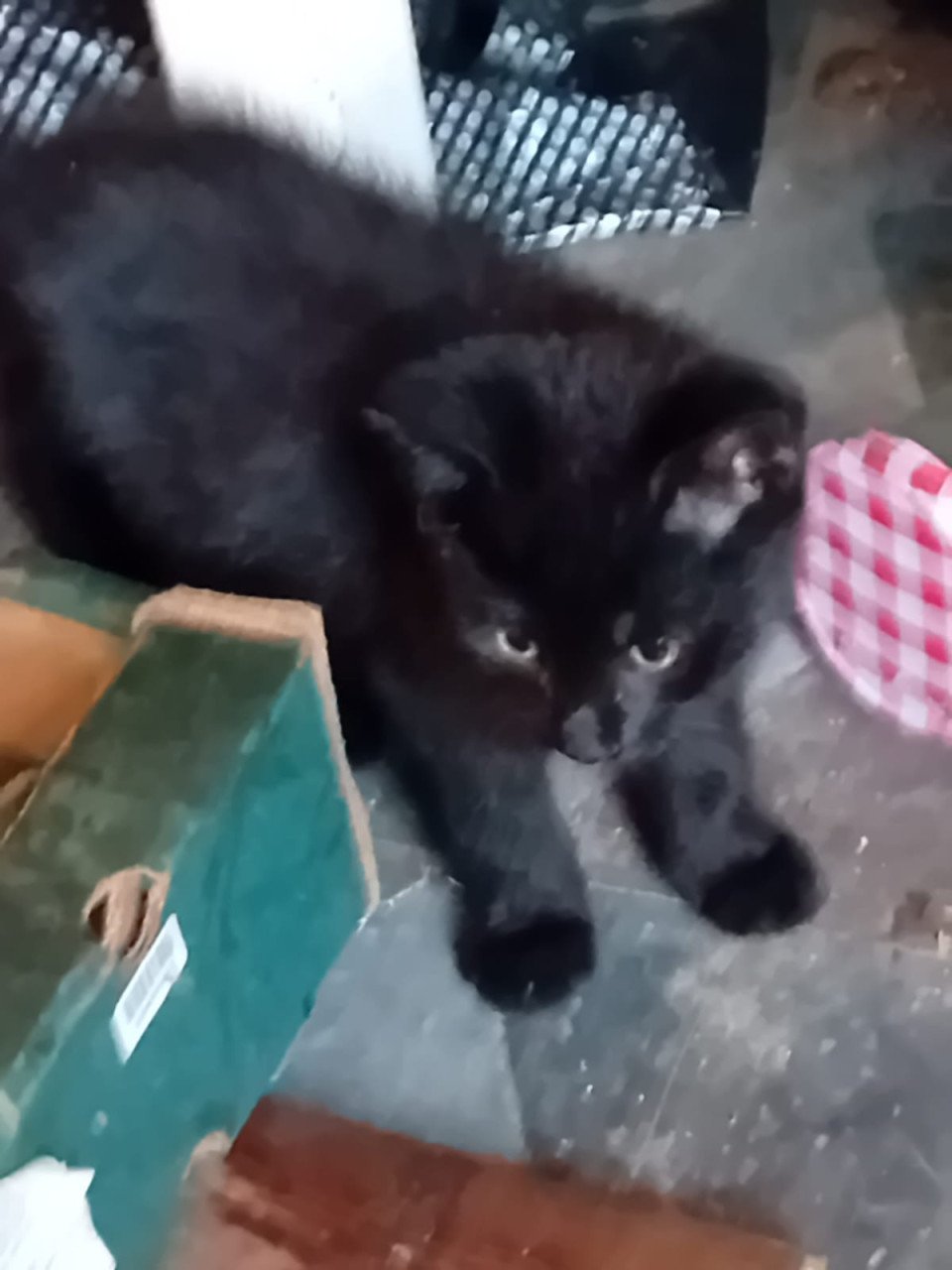 KITTENS
