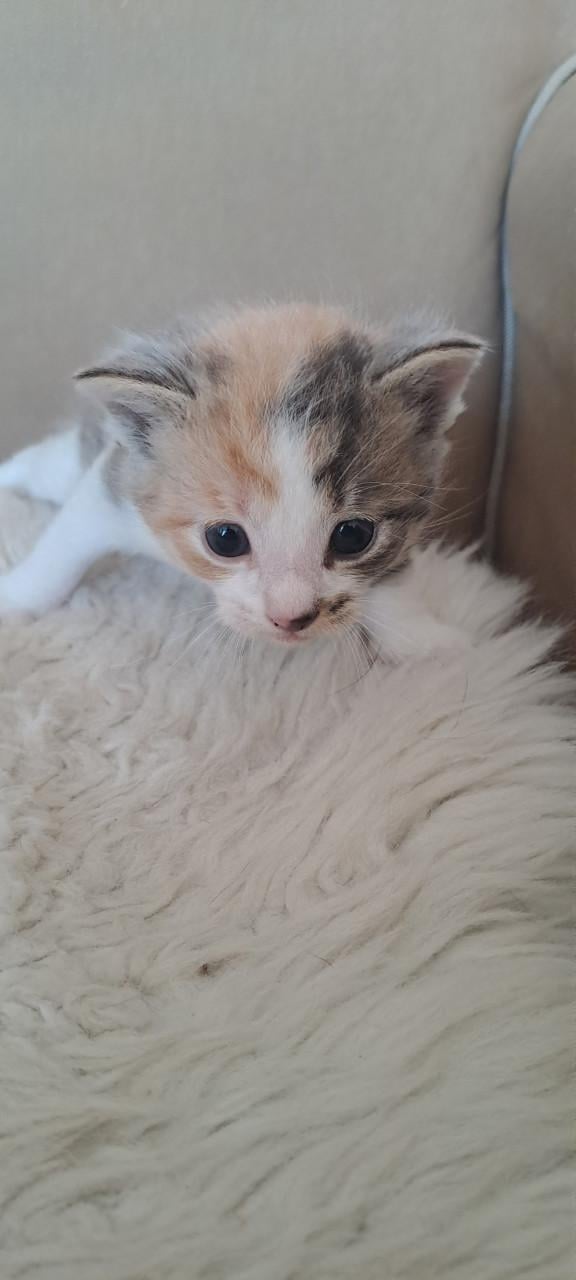 5 schattige kittens