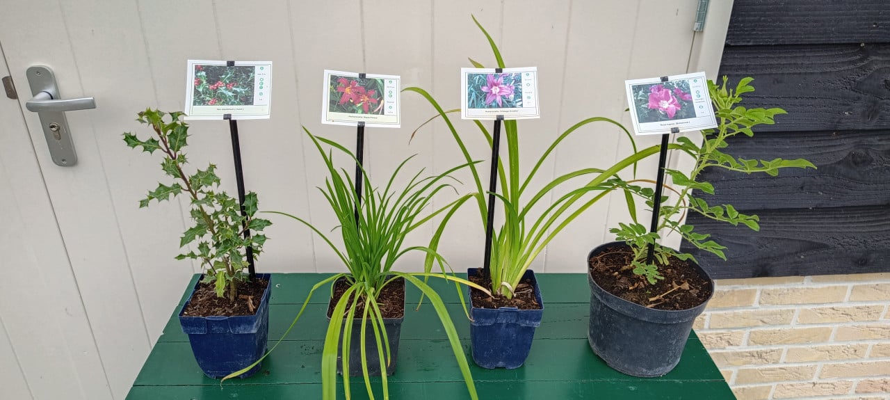 Diverse planten in grote potmaat! Loganbes, rozen, klimplanten.. €4,- p/st.