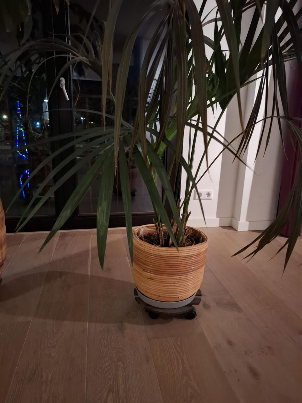 Gereserveerd Kamerplanten