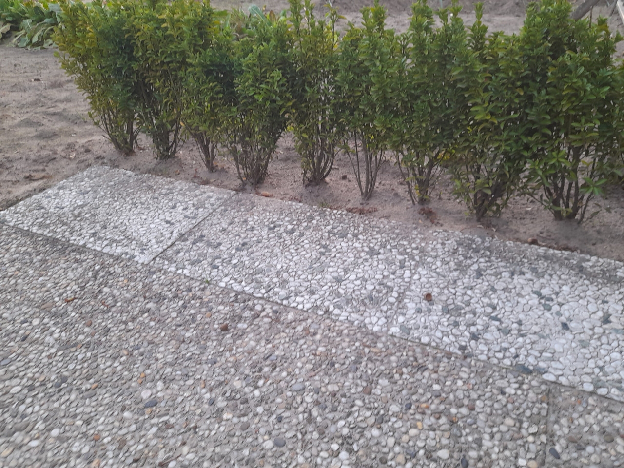 Buxus