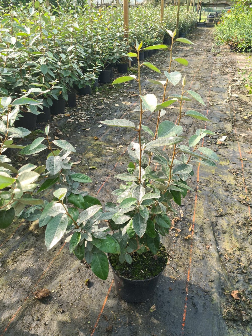 Olijfwilg haagplanten potgekweekt 40-60 cm