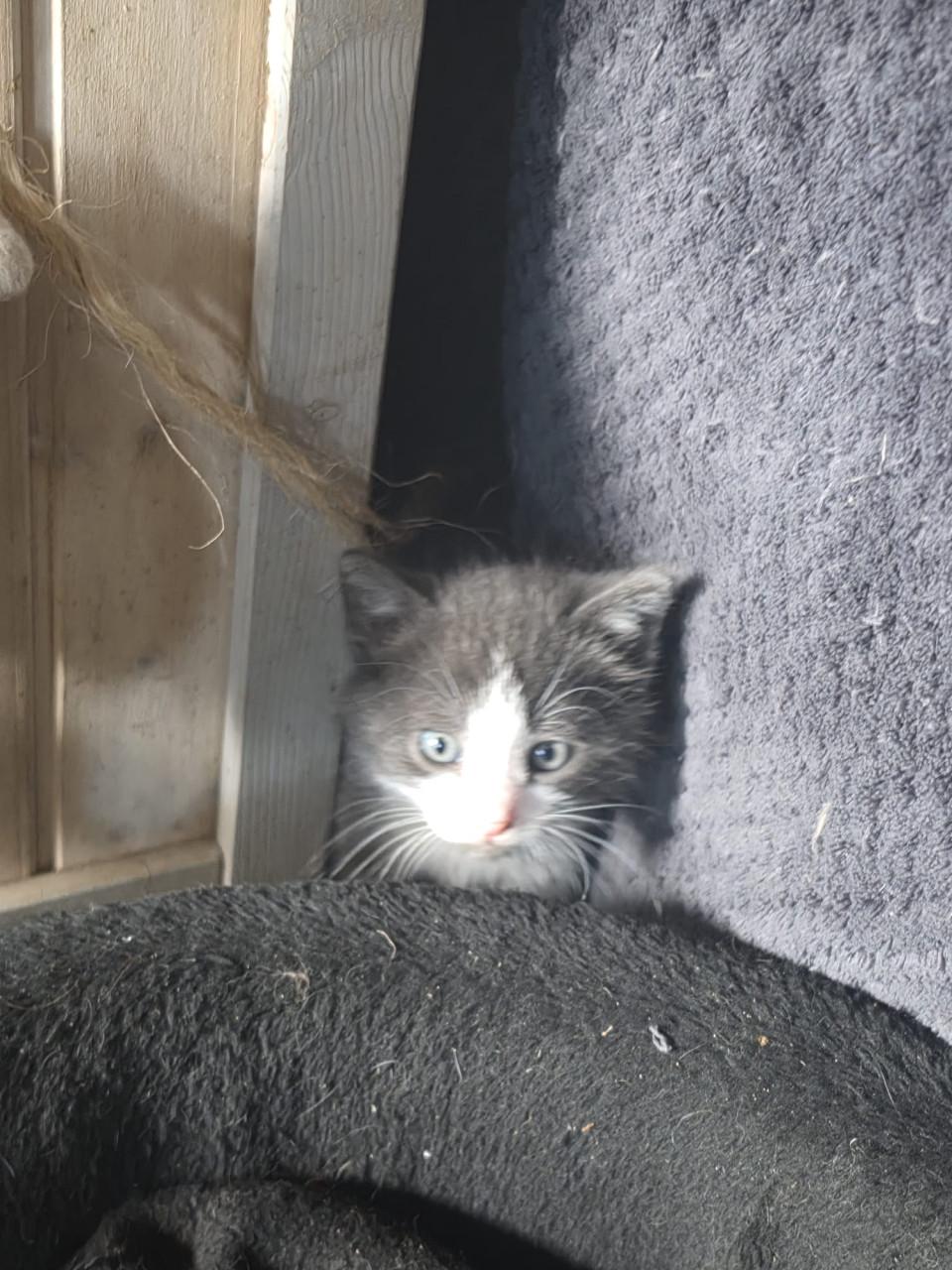 TE KOOP BOERDERIJ KITTENS NOG 2 TE KOOP FOTO 1 EN  2 IS VERKOCHT