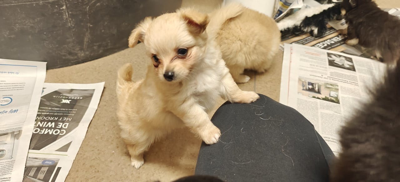Kruising pommeriaan pups