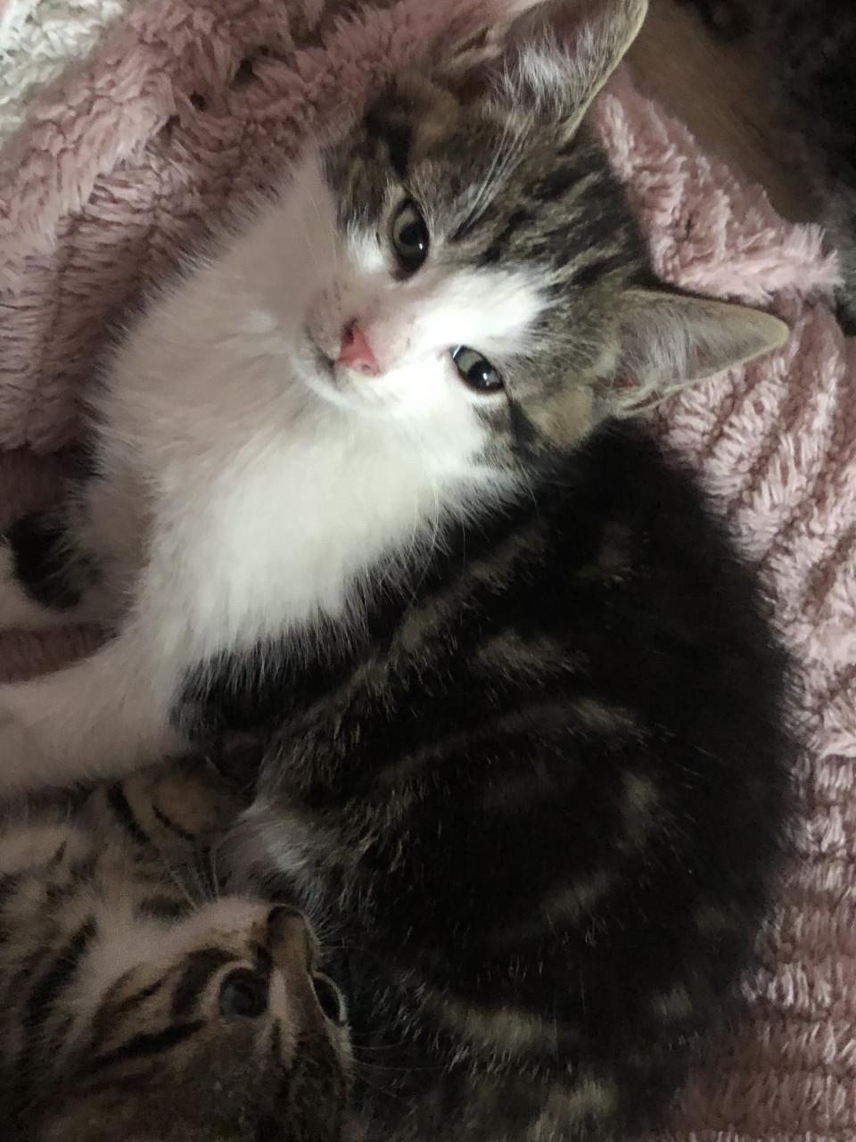 Kittens