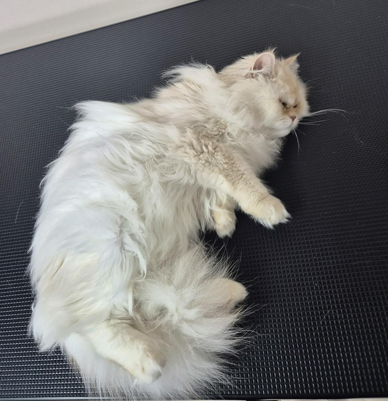 Liefdevolle vachtverzorging voor honden & katten!