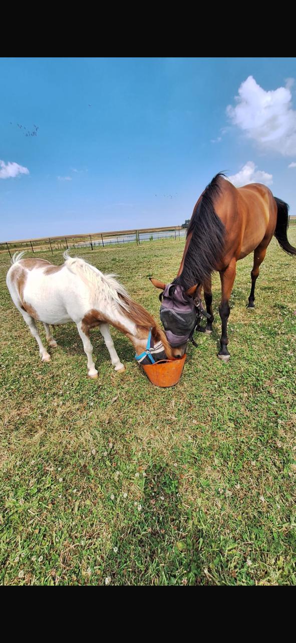 # Duo draver en pony #