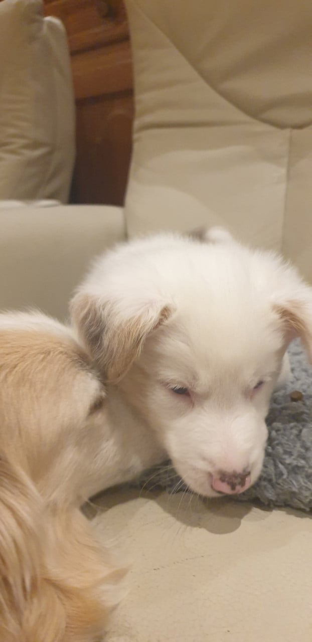Border Collie