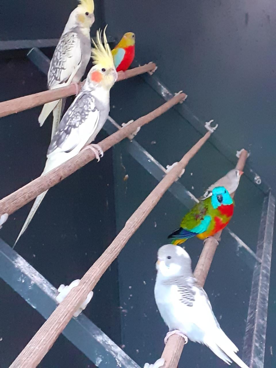 Diverse kleuren valkparkieten
