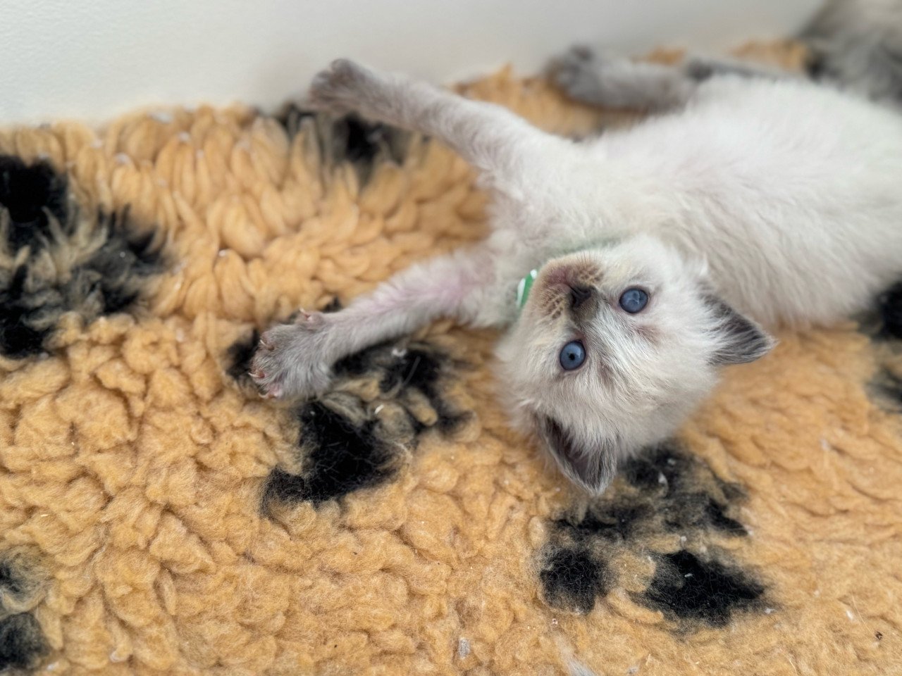 Ragdoll kittens bleupoint poesjes en katertjes