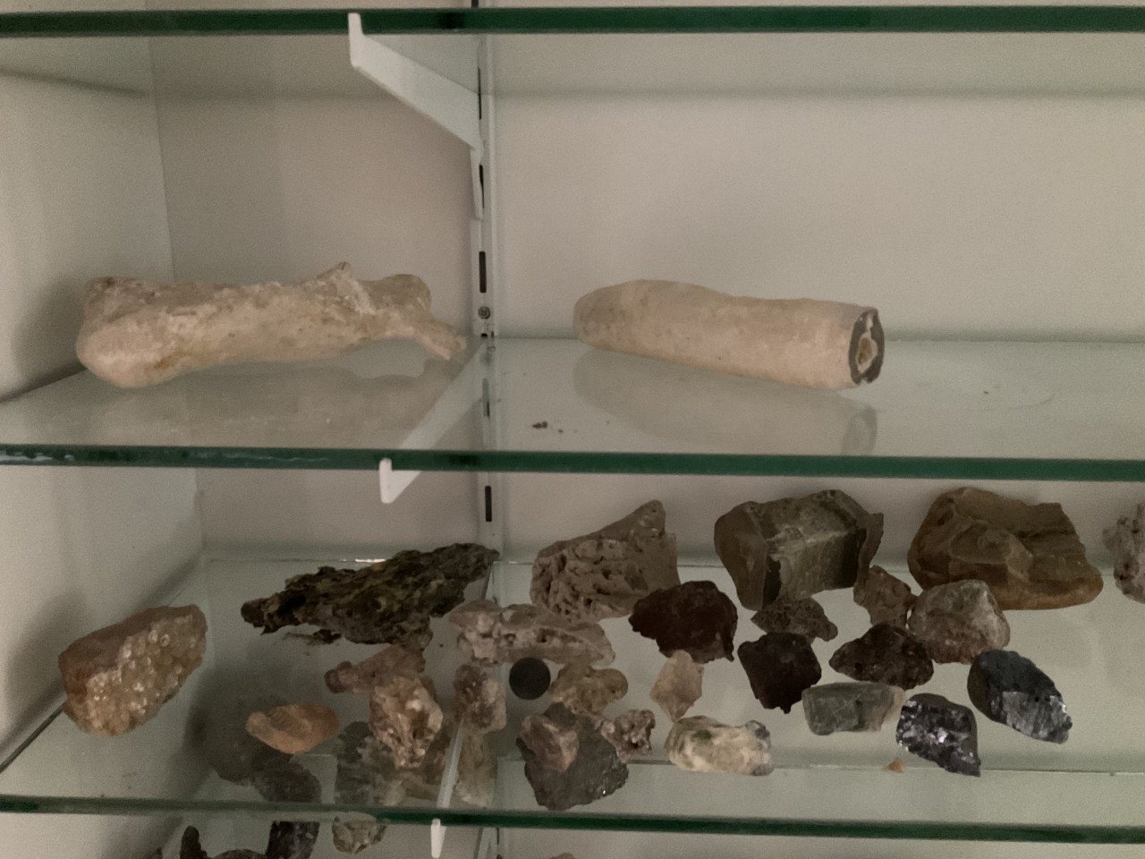 Verzameling schelpen, stenen en fossielen