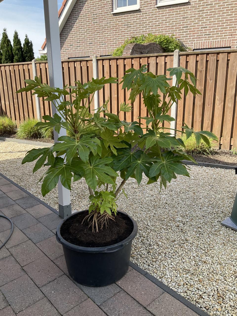 Tuinplant