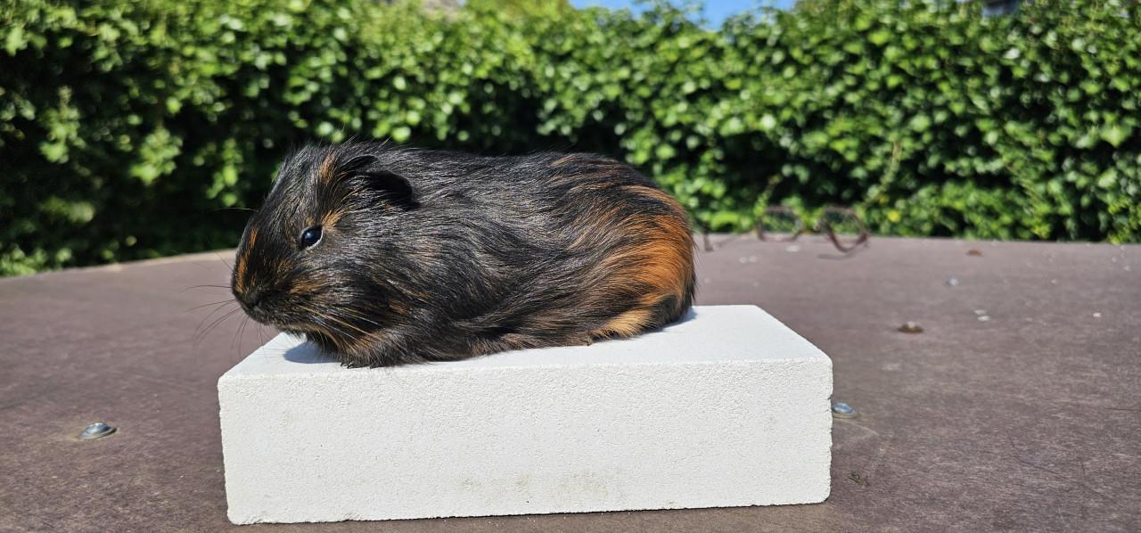 3 cavia beertjes zoeken een huisje