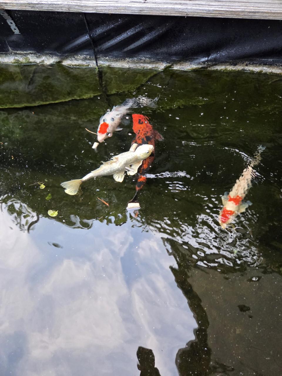 Koi's 30 á 40 cm , 4 stuks