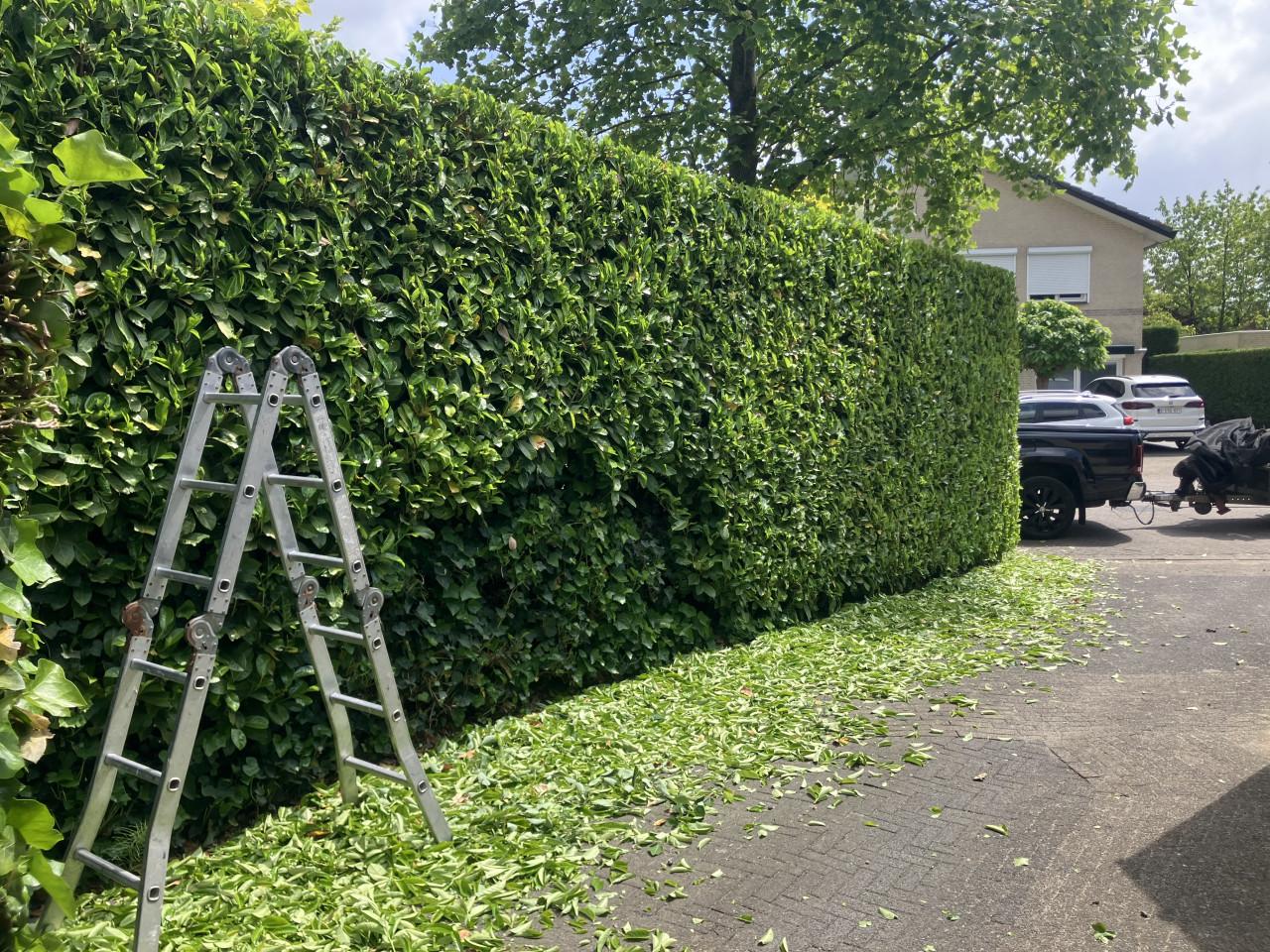 Professioneel Tuinonderhoud Walcheren & Zuid-Beveland | Vaste Prijzen!