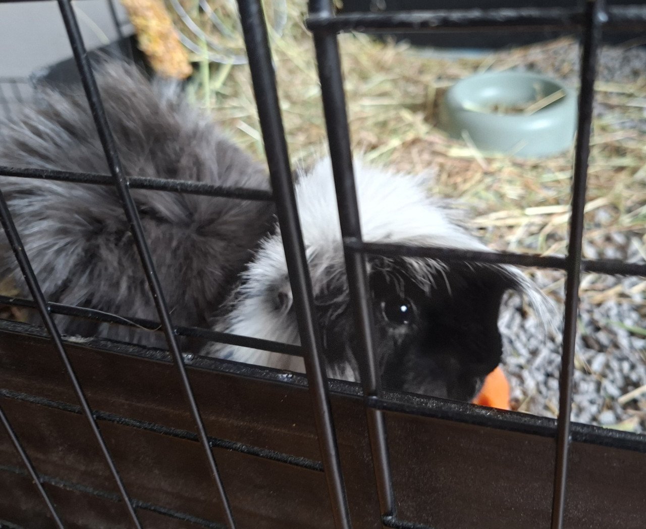 2 cavia zeugjes