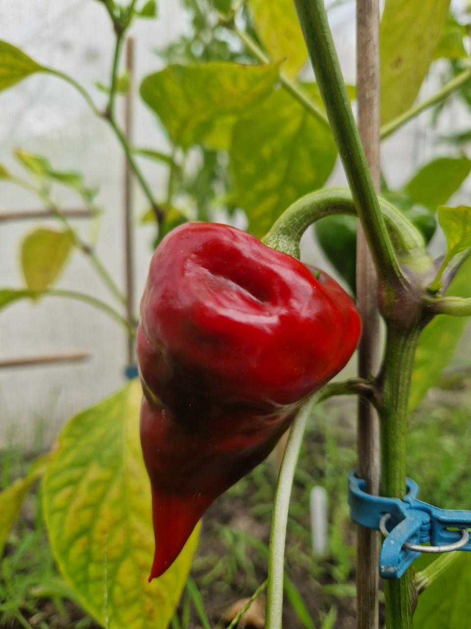 Zaden van tomaten uit eigen tuin - onbespoten