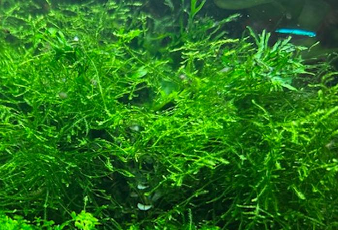 Mos voor in aquarium