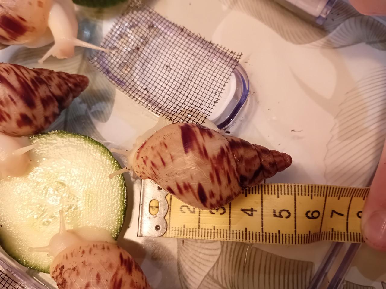 Afrikaanse reuzenslakken (Achatina Reticulata)