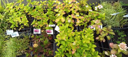 Diverse soorten Hortensia’s in pot, staan nu prachtig in bloei !