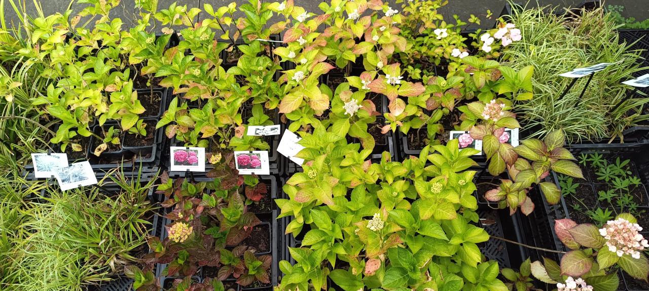Diverse soorten Hortensia’s in pot, staan nu prachtig in bloei !