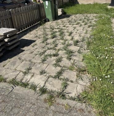 Tuin