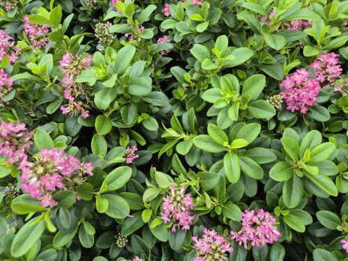 Escallonia 'Pink Elle'