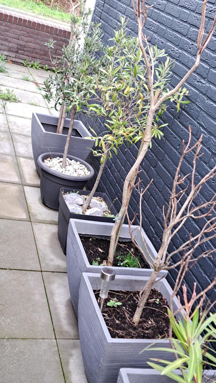 Plantenbakken incl. diverse planten