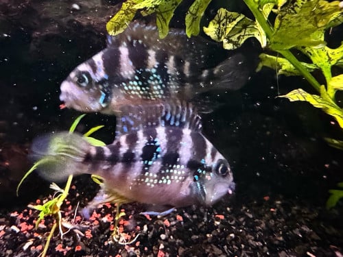 Koppel Thorichthys ellioti.