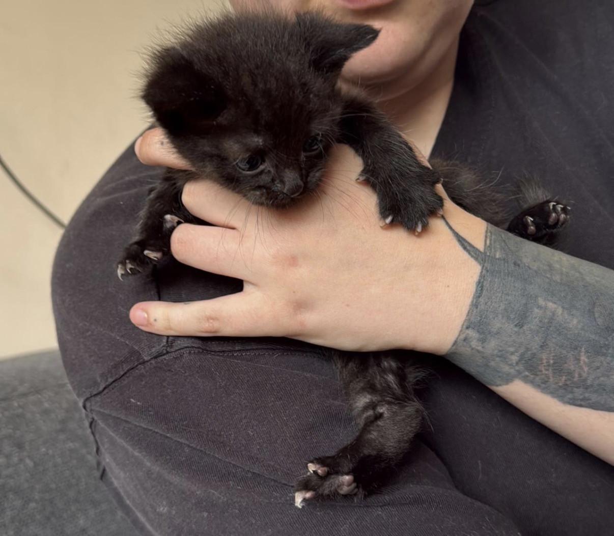 2 kittens