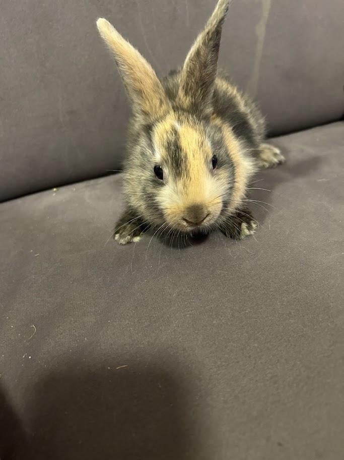 3 lieve baby konijntjes te koop