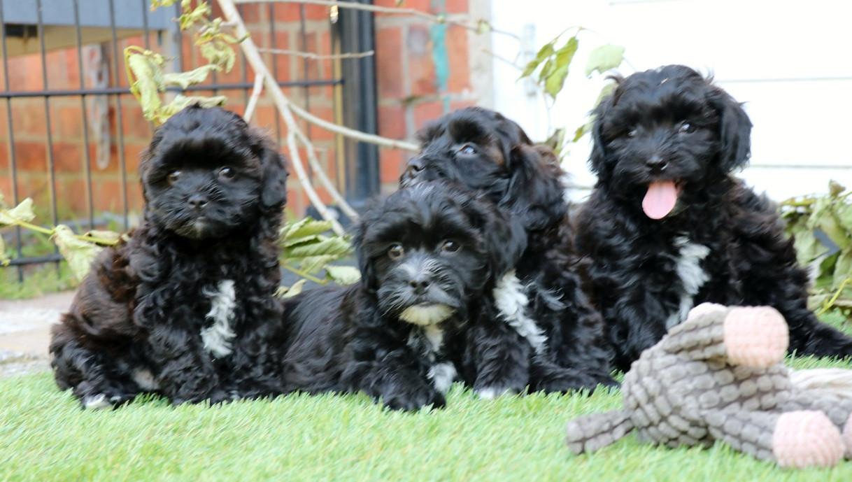 Shihpoo pups mogen het nestje verlaten