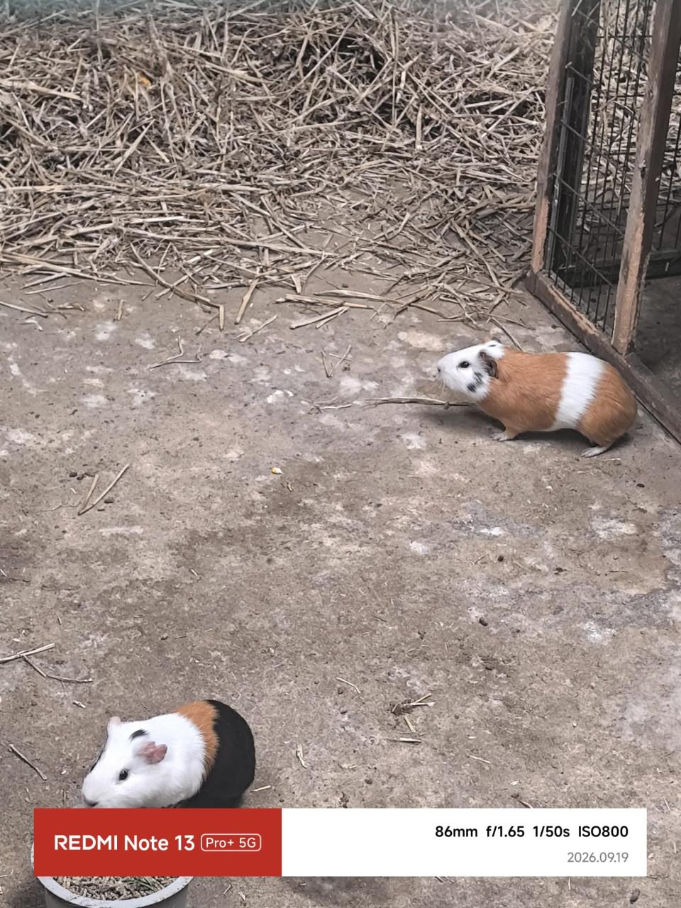 Cavia beertjes