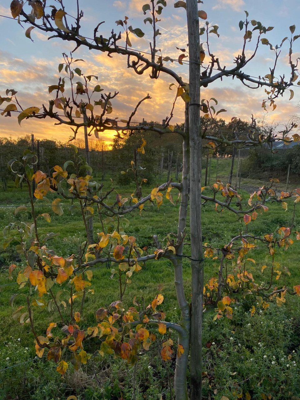 Fruitbomen in leivorm / Leibomen / Peer (Voorverkoop)