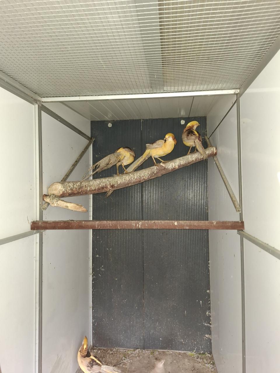 Diverse soorten fazanten