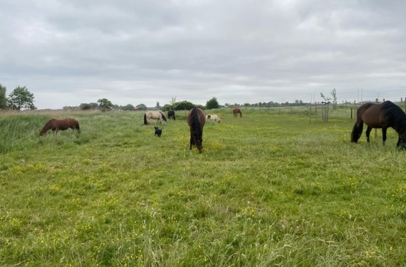 Plekje vrij voor pony (stal, wei, paddock, track)