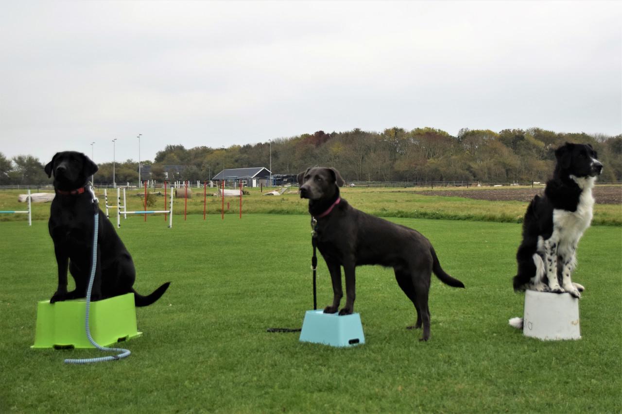 Hondenschool ter lering en Vermaak