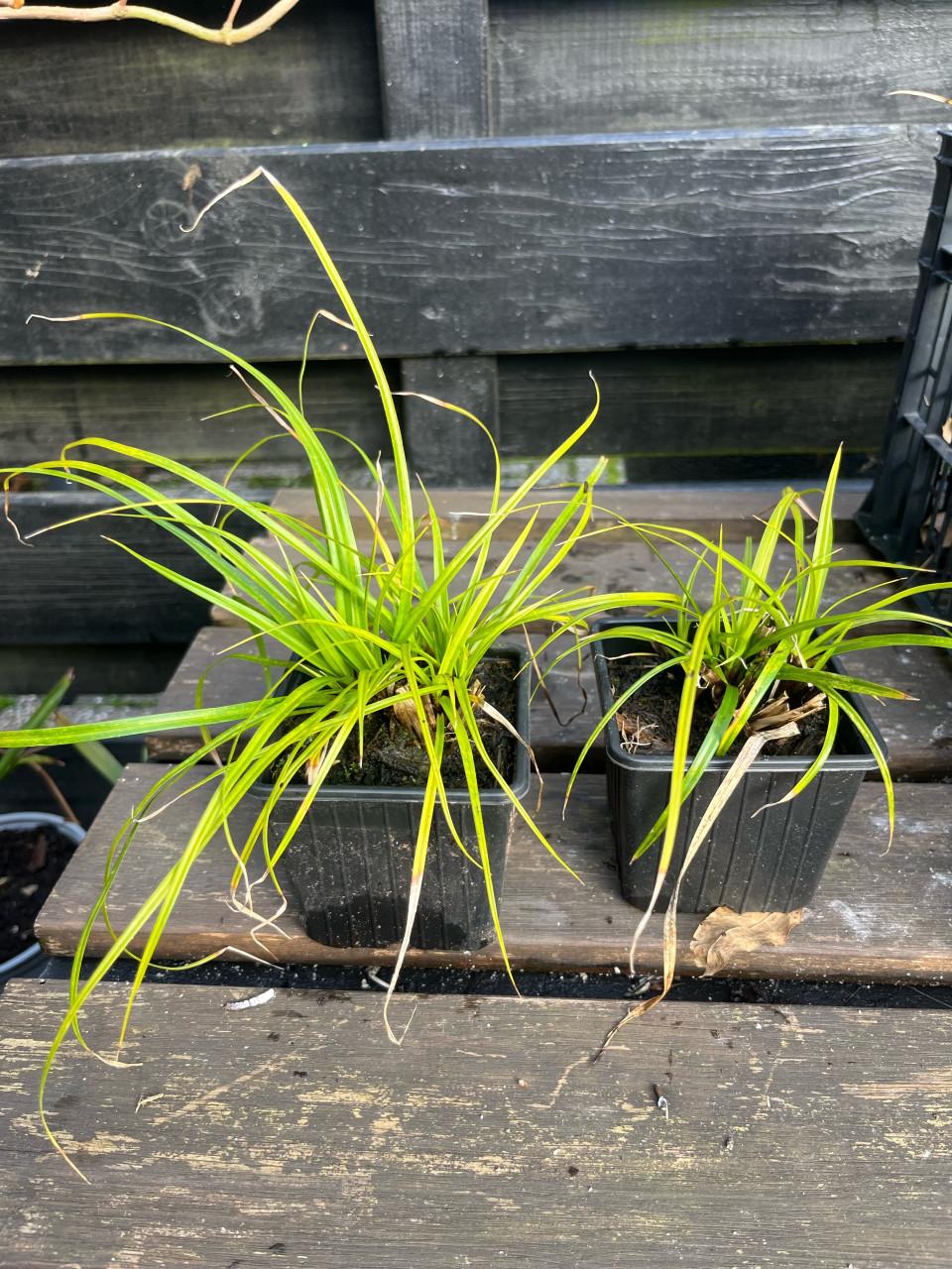 Siergrassen te koop – Carex Irish Green / Slangenbaard / Carex Goldband