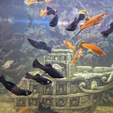 Aquarium vissen