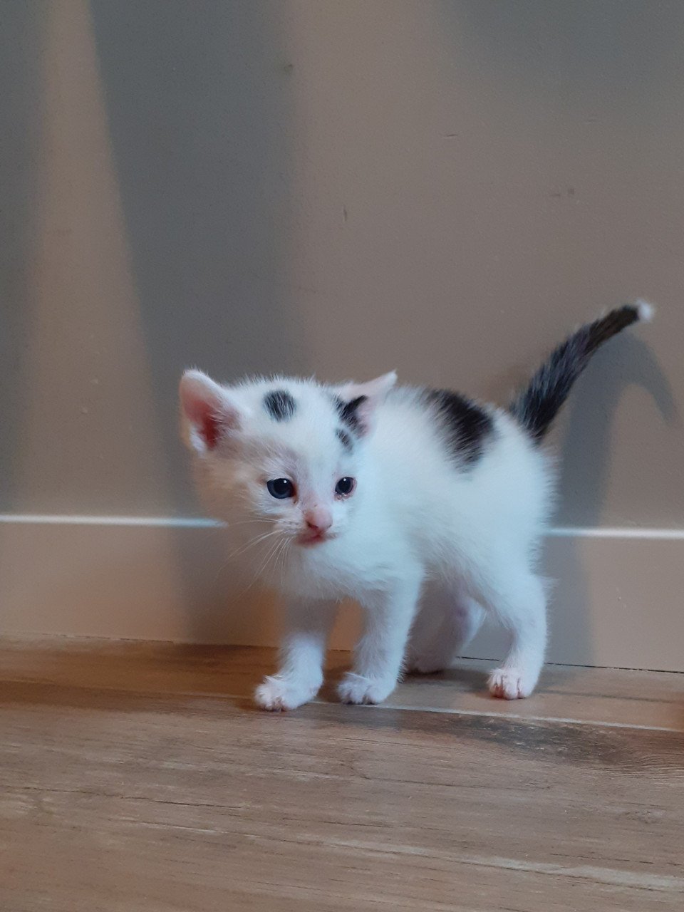 Kittens