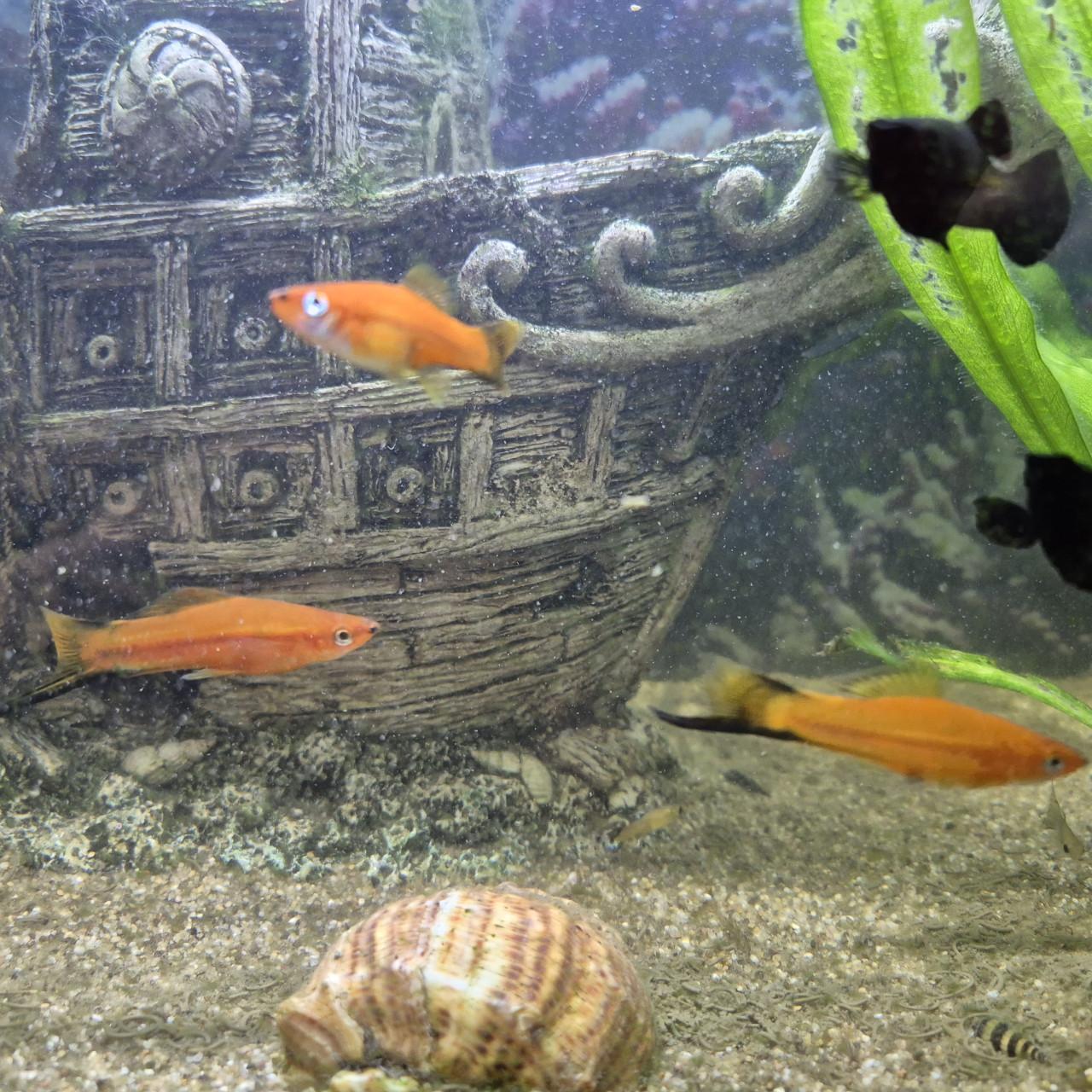 Aquarium vissen