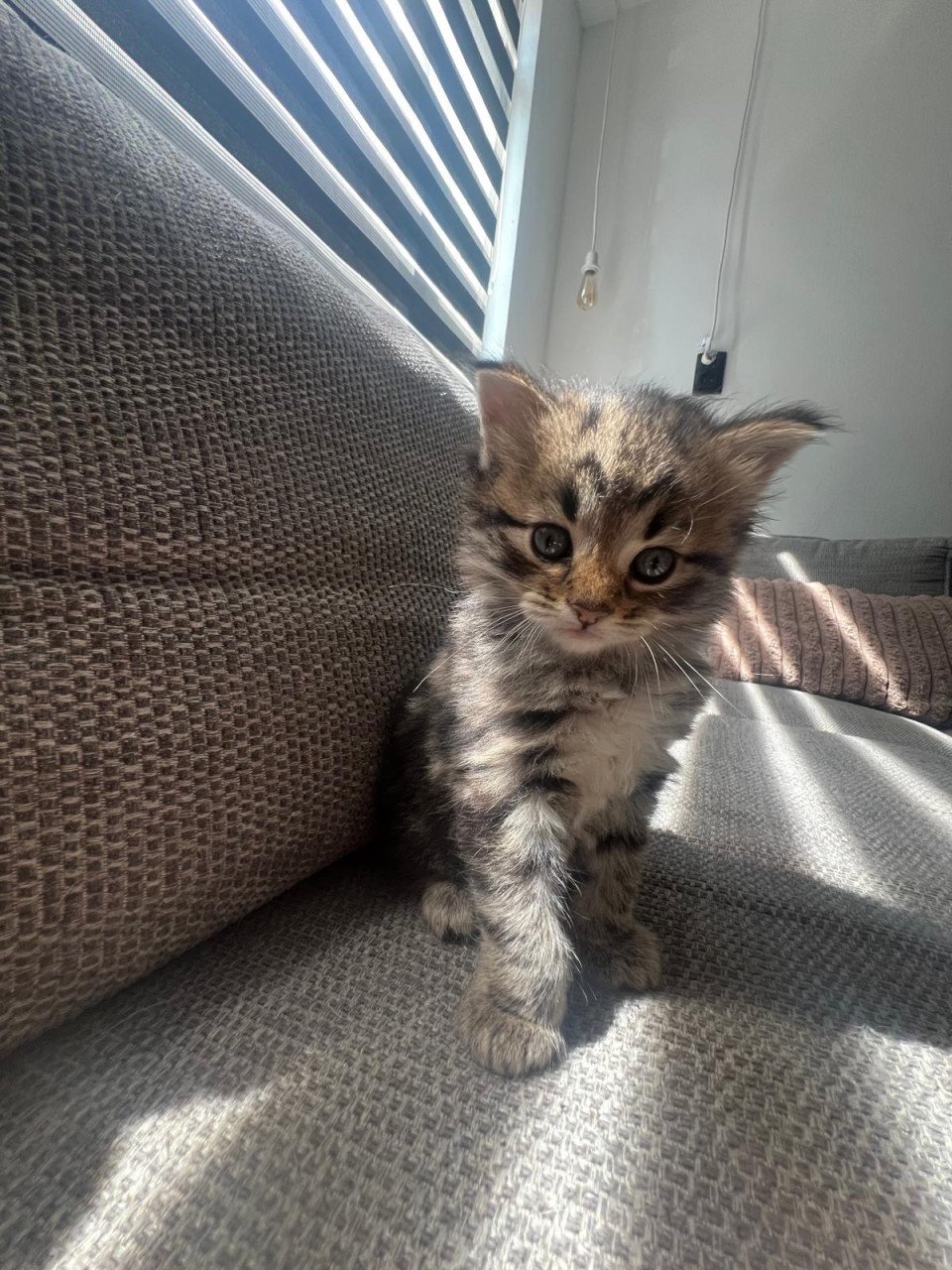 Siberische bos kat kittens