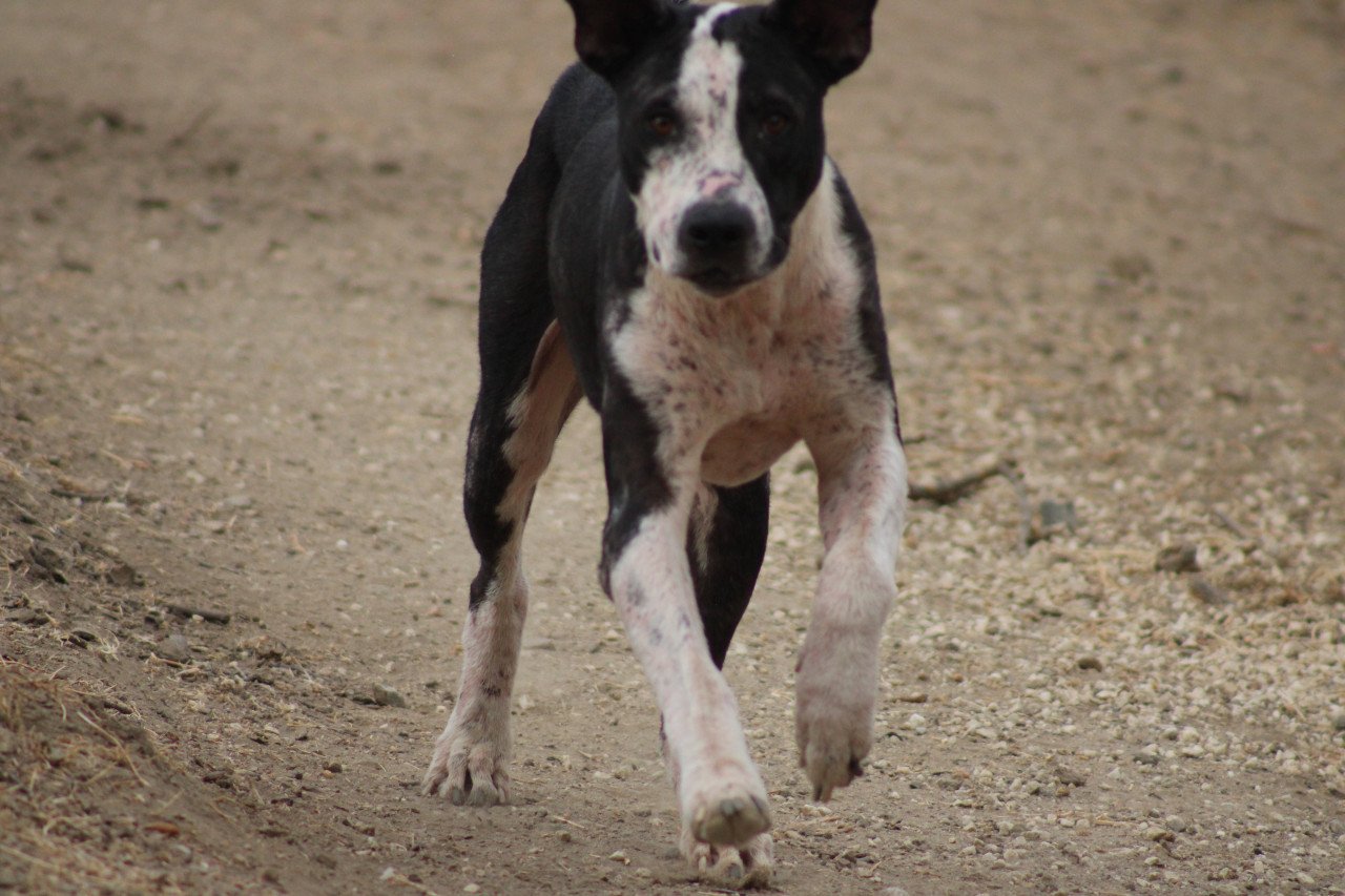 Alora Dog Rescue: Onyx, op tijd gered en nu klaar voor een nieuwe start