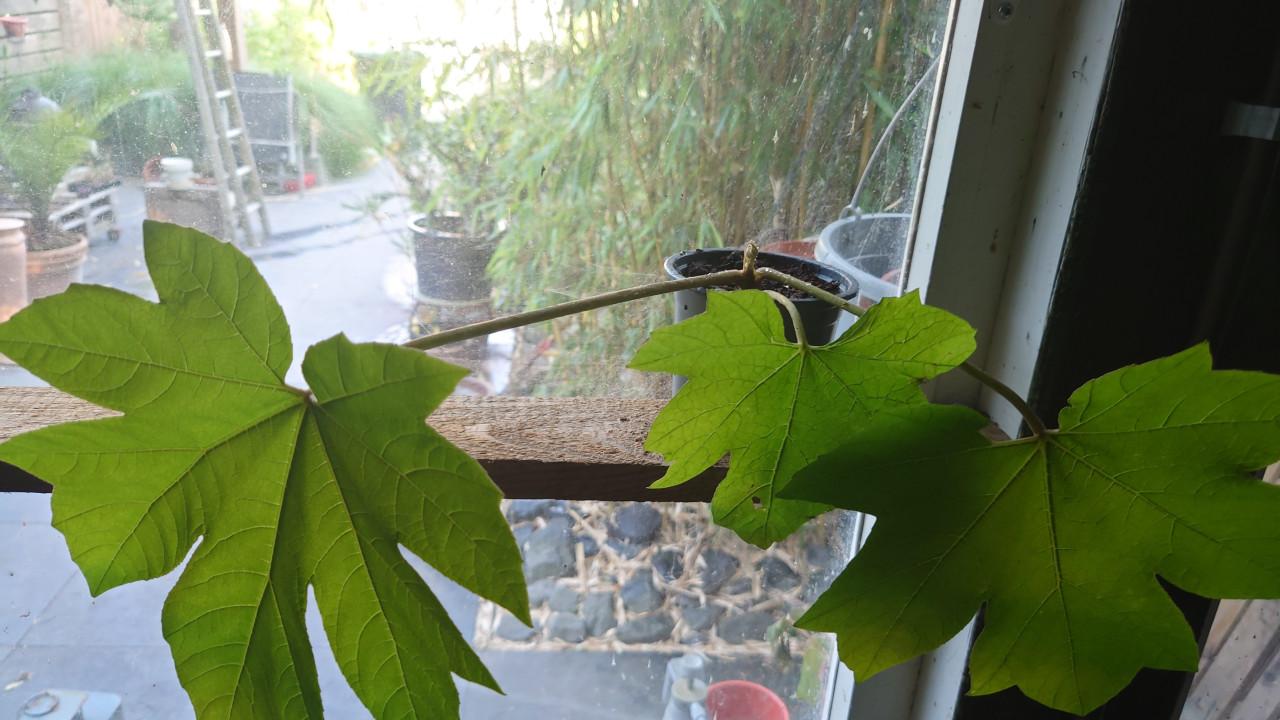 Rijstpapier plant of Papyrifer Tetrapanax stekjes
