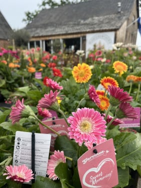 Gerbera €5