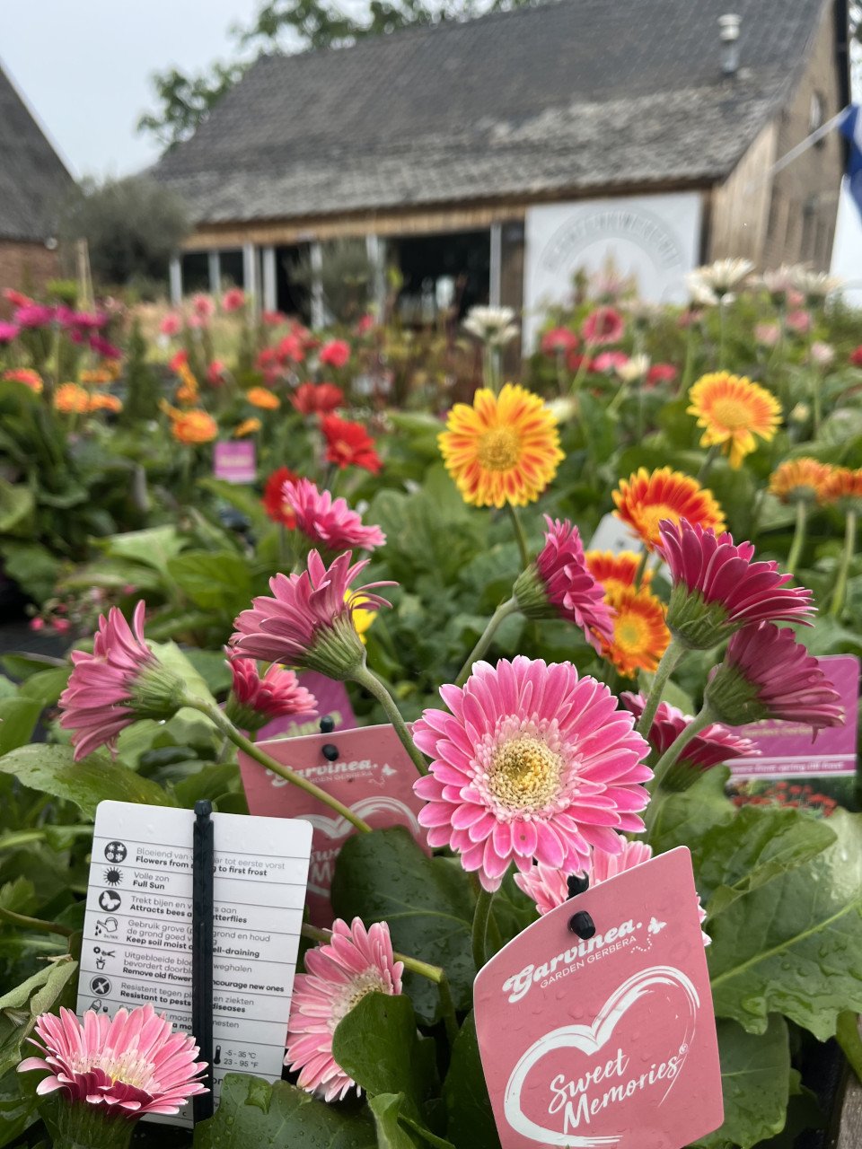 Gerbera €5