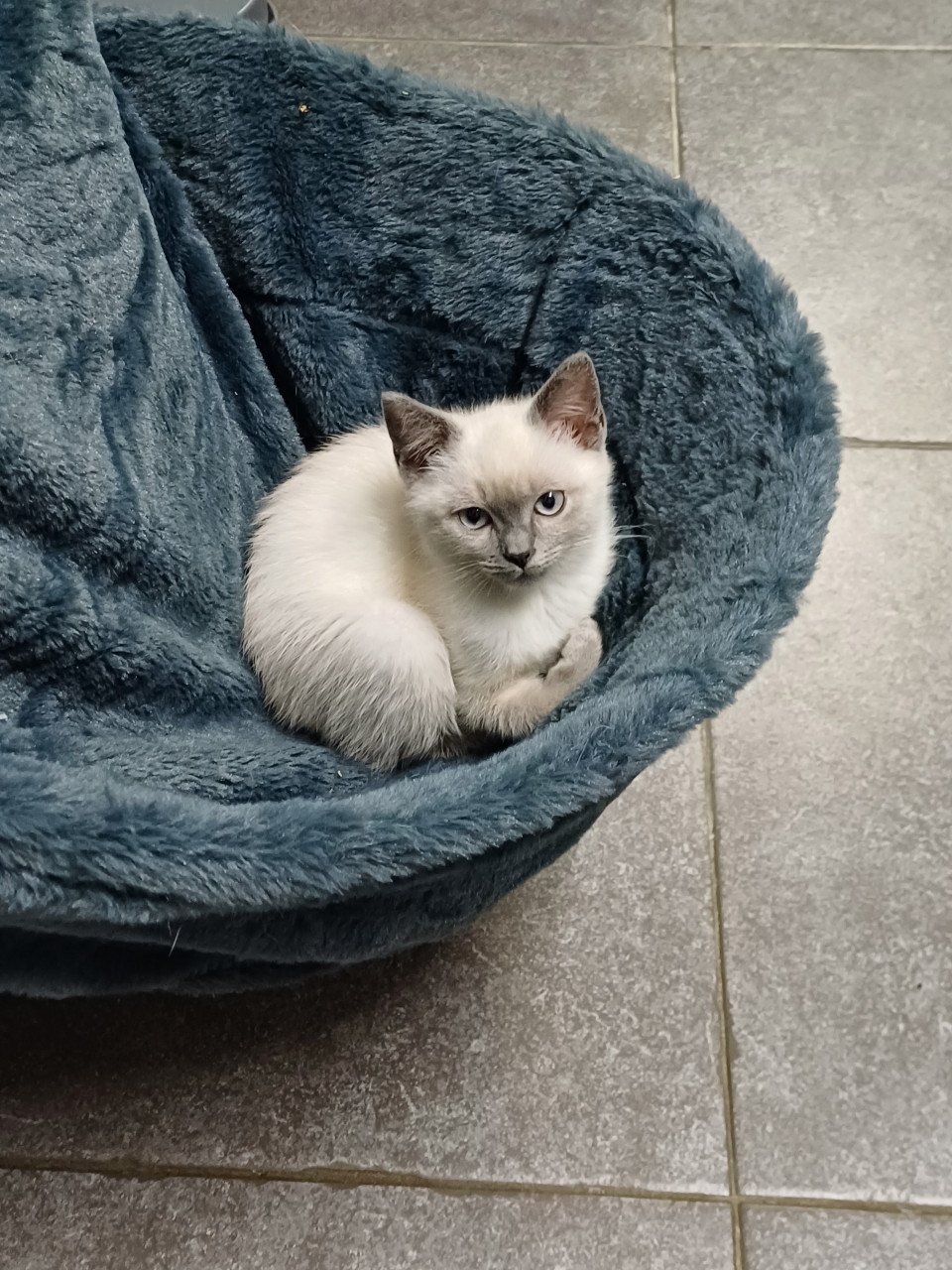 Super leuke Brits Korthaar x Ragdoll kittens beschikbaar.