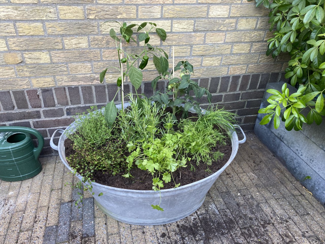Planten + bak