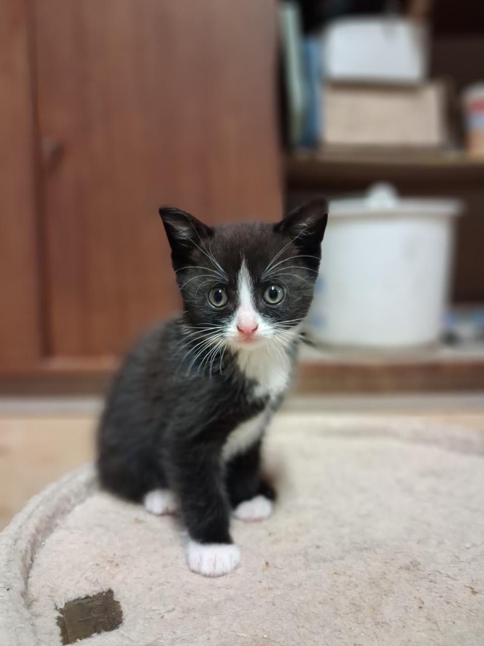 Super leuke kittens!