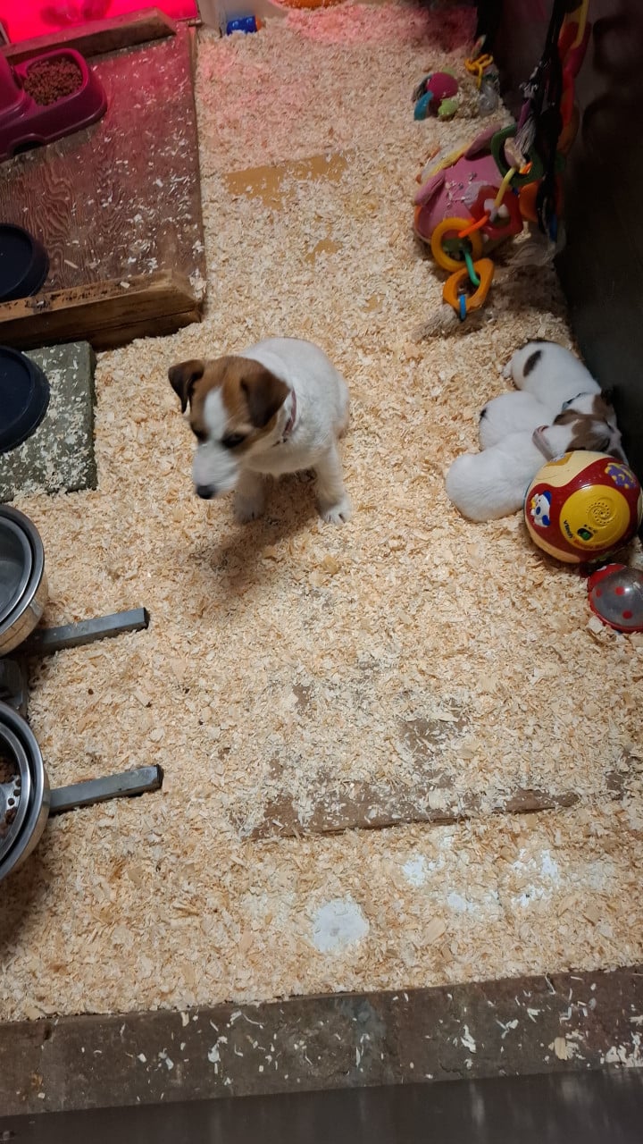 Aangeboden Jackrussell pup